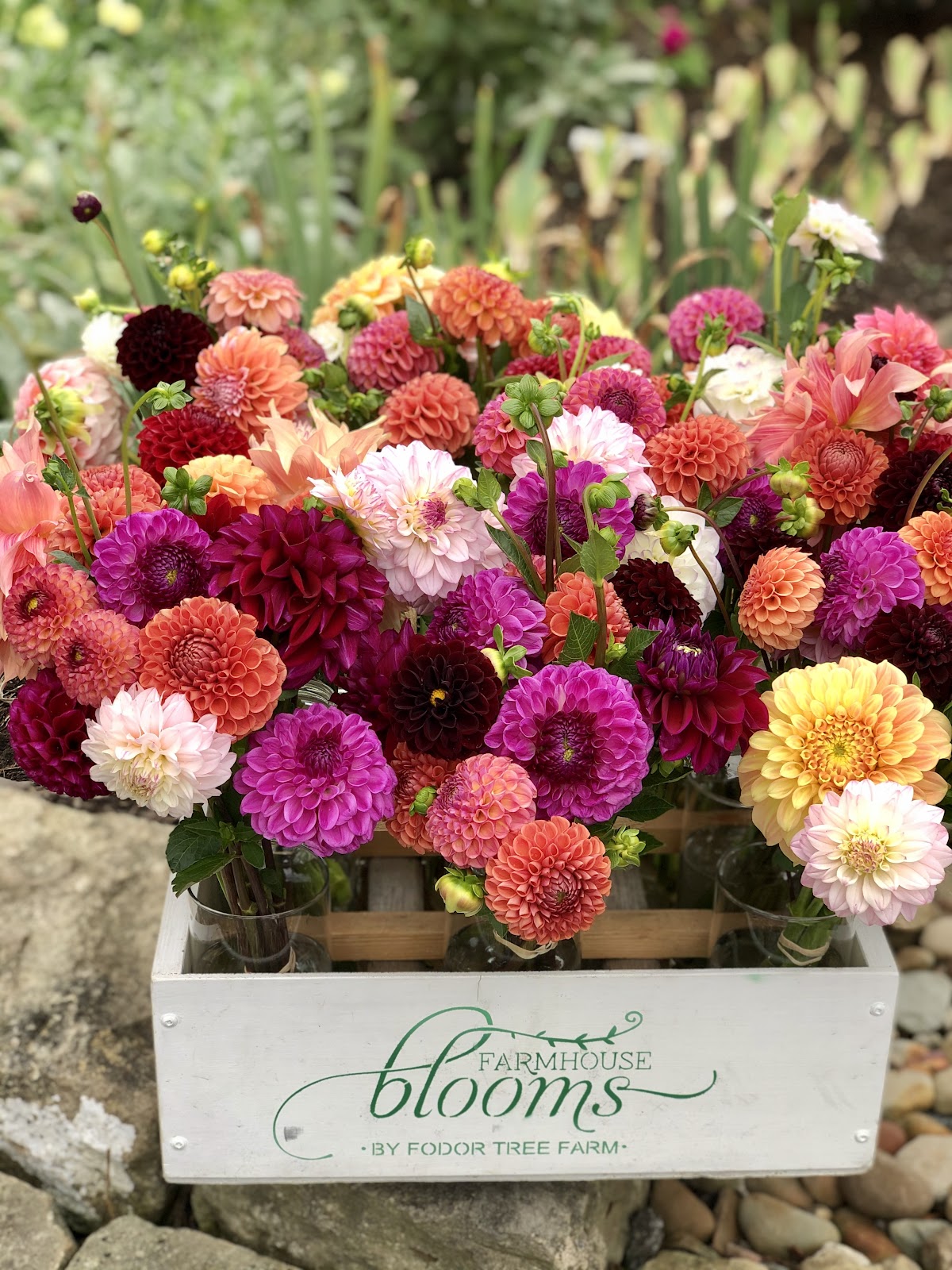 Fodor Tree Farm & Farmhouse Blooms in Poland, Ohio