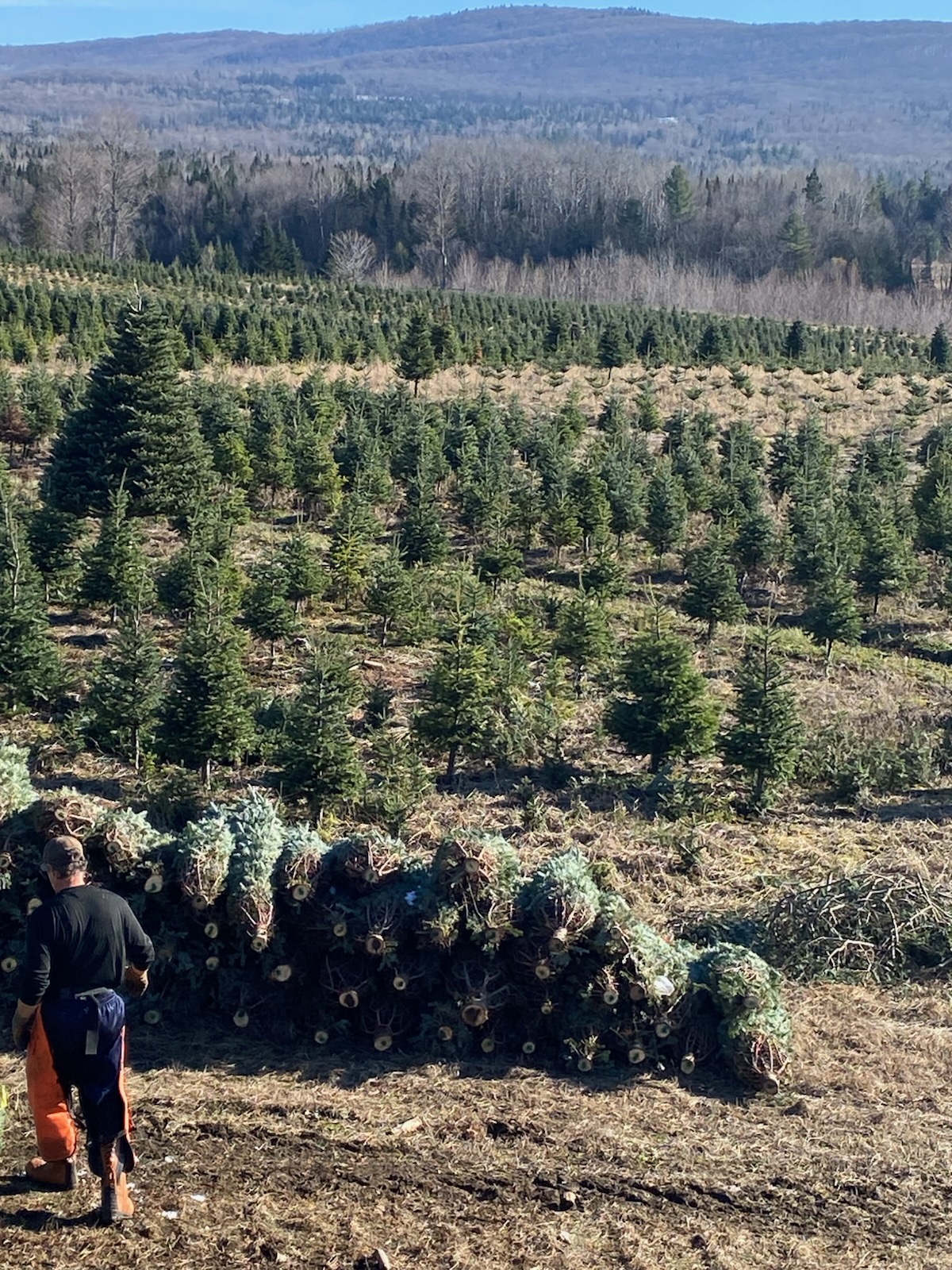 Fontaine Tree Farm - Ransome/Silver Location in Stannard, Vermont