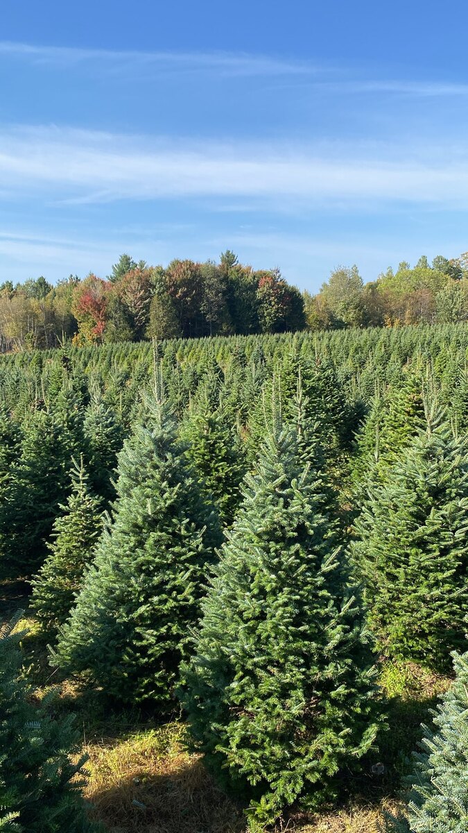 Fontaine Tree Farm in Walden, Vermont