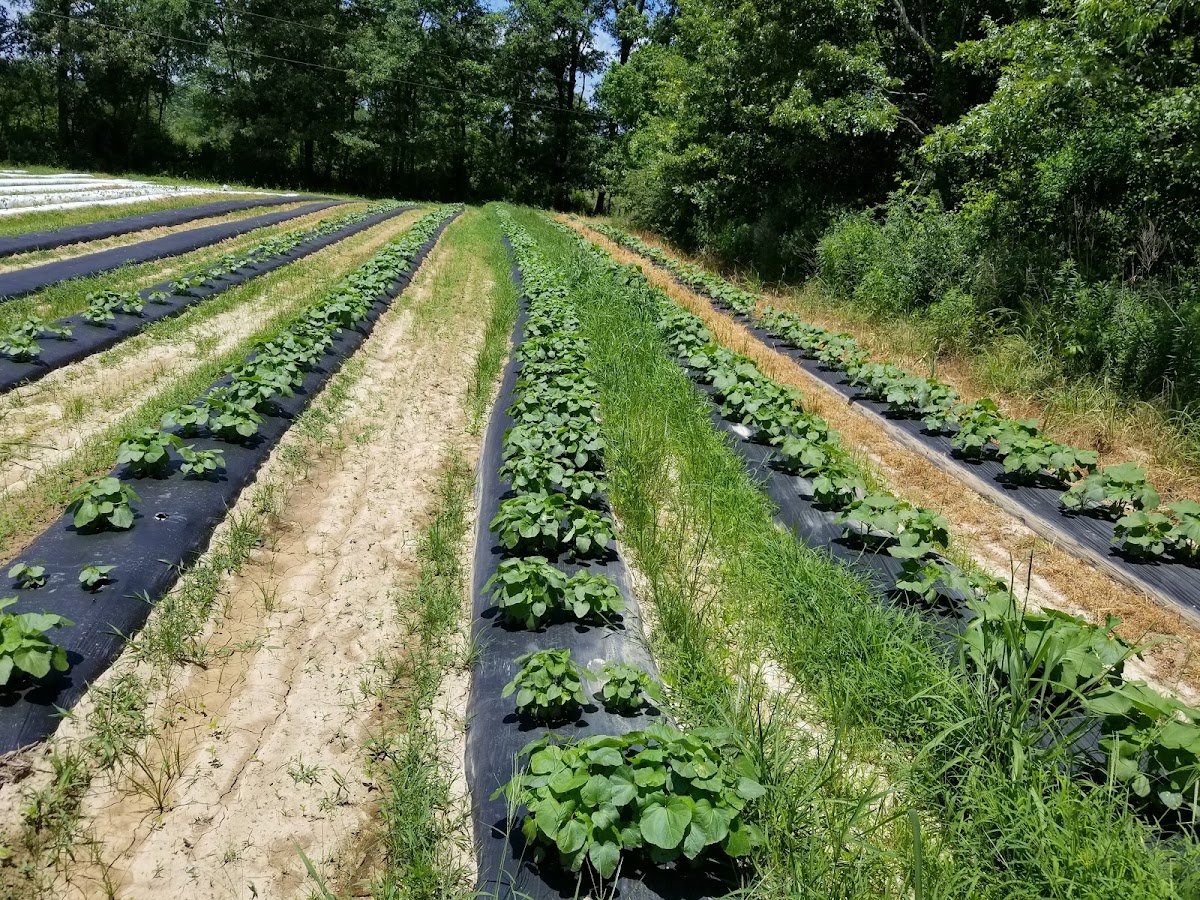 Foot Print Farms in Jackson, Mississippi