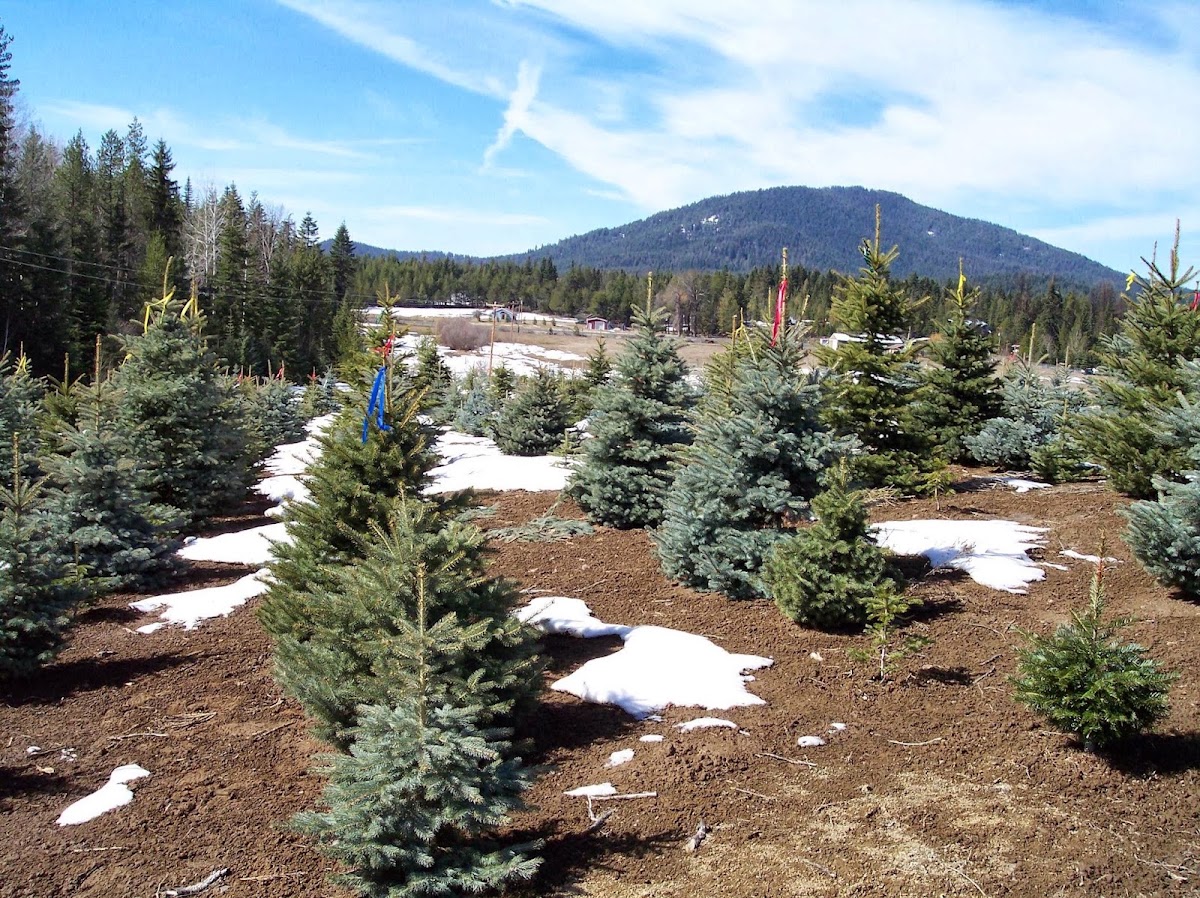 Forever Green Tree Farm in Saint Maries, Idaho