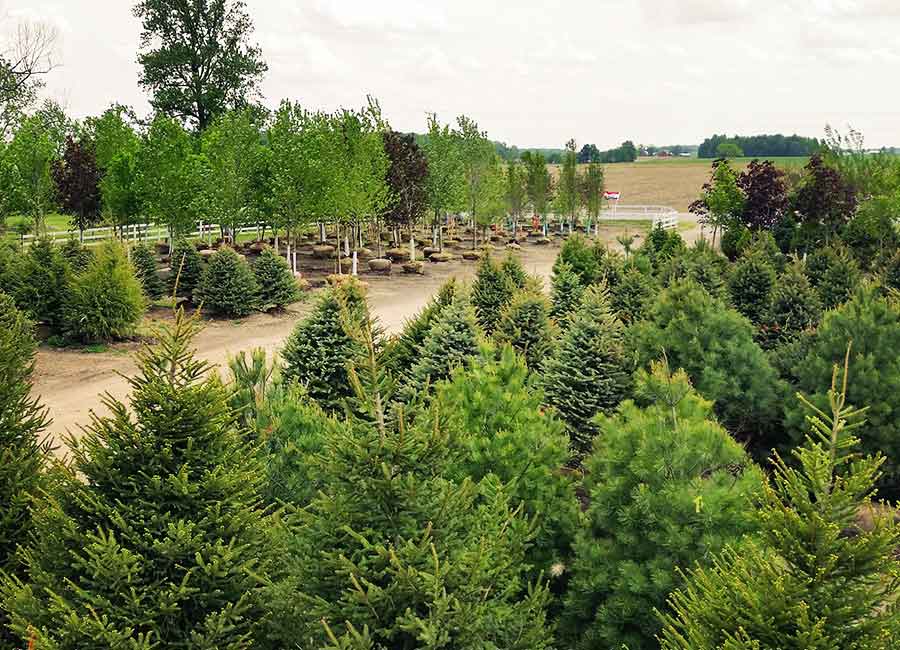 Fort Wayne Trees in Columbia City, Indiana