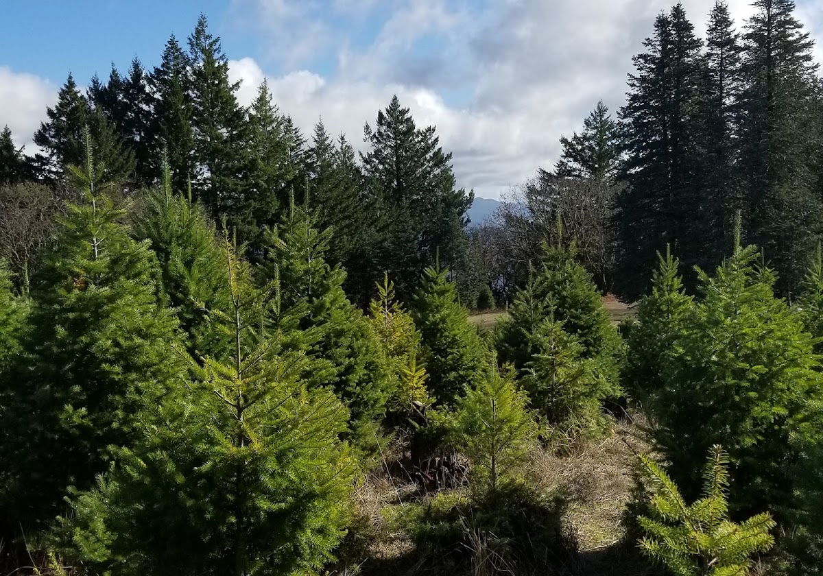 Four Winds Christmas Trees in Los Gatos, California
