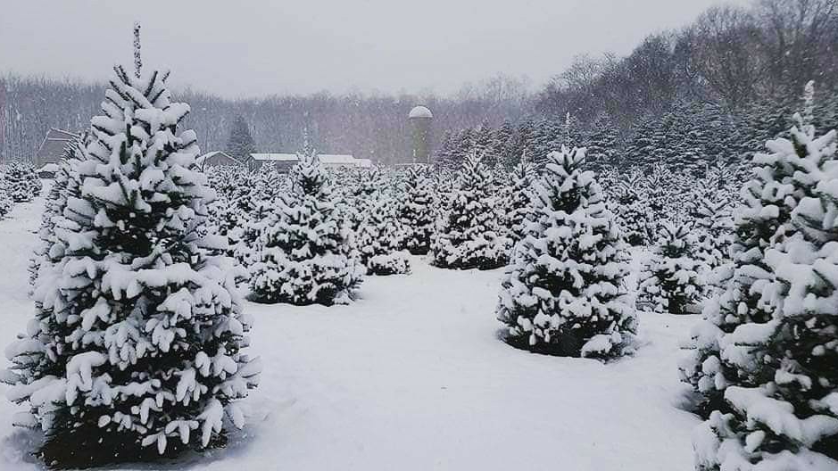 Francis Trees in Rio, Wisconsin