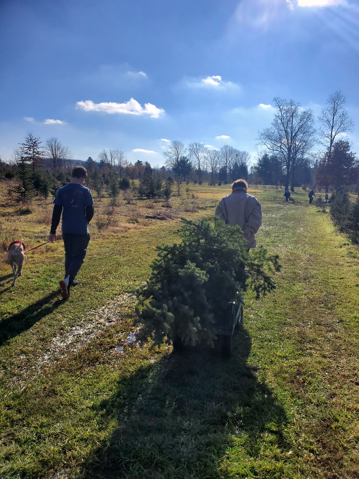 Fred's Tree Farm in Valley City, Ohio