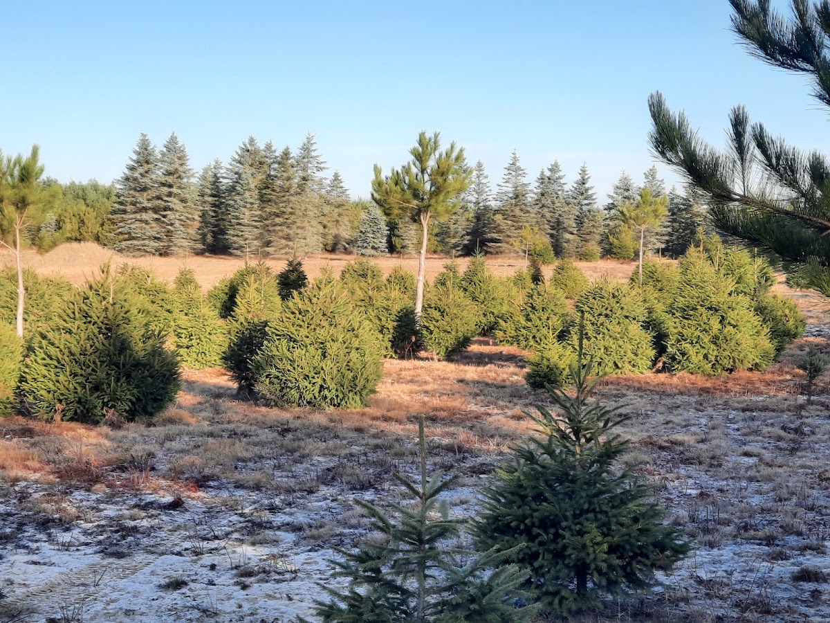 Frederick's Pine & Spruce Farm in Omer, Michigan