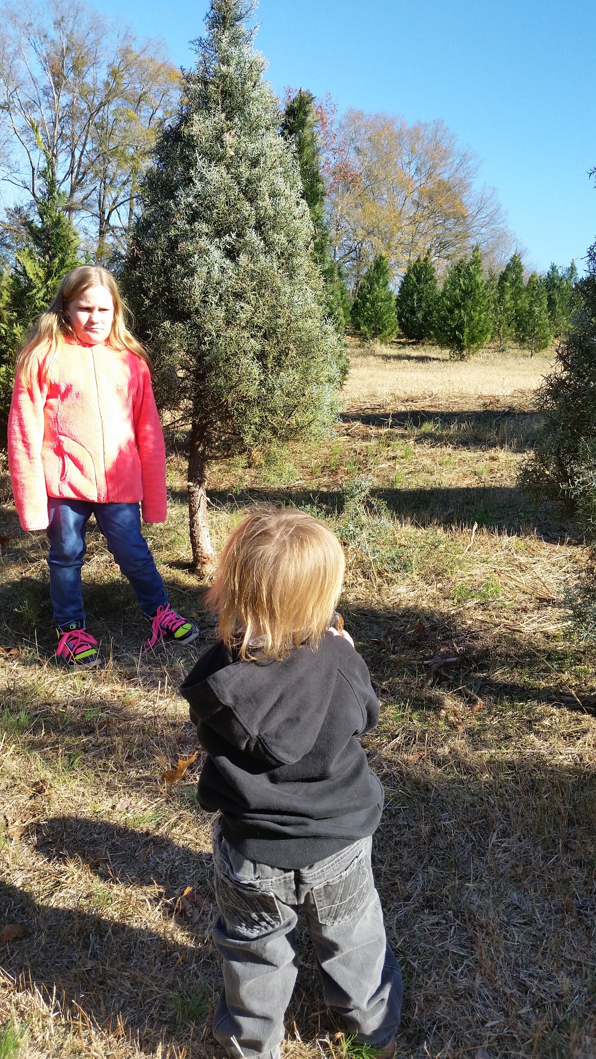 Friendship Valley Christmas Tree Farm in Seneca, South Carolina