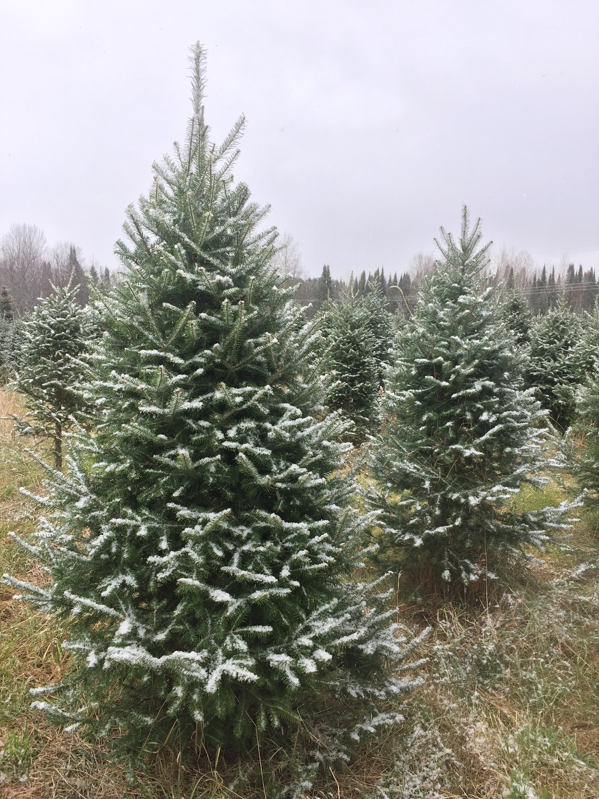 Fritz’s Mountain Christmas Tree Farm in Merrill, Wisconsin