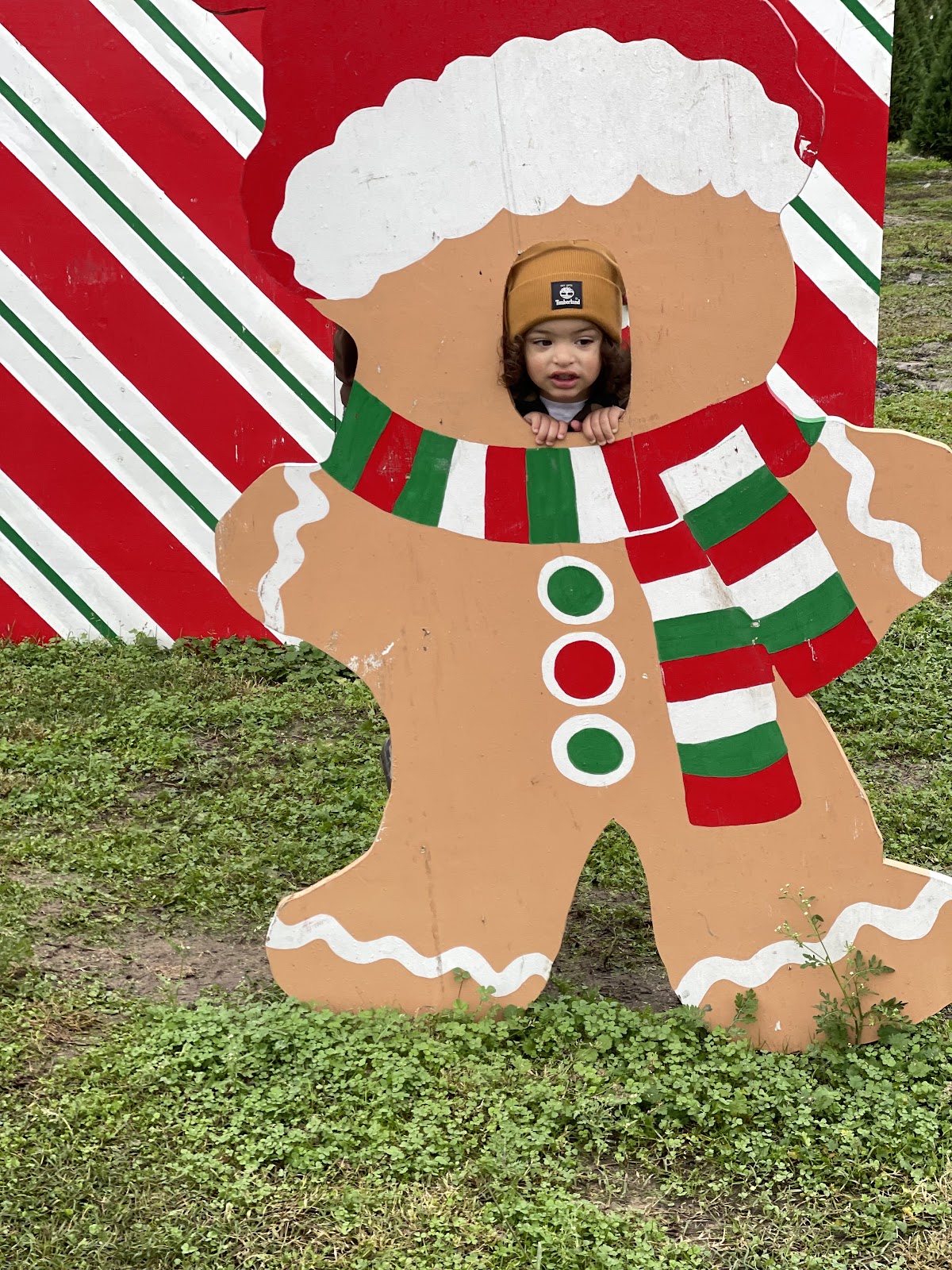 Froberg's Christmas Tree Farm in Alvin, Texas