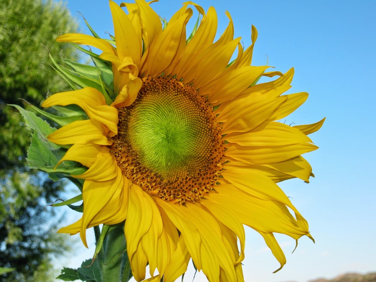 Frost Farm in Embudo, New Mexico
