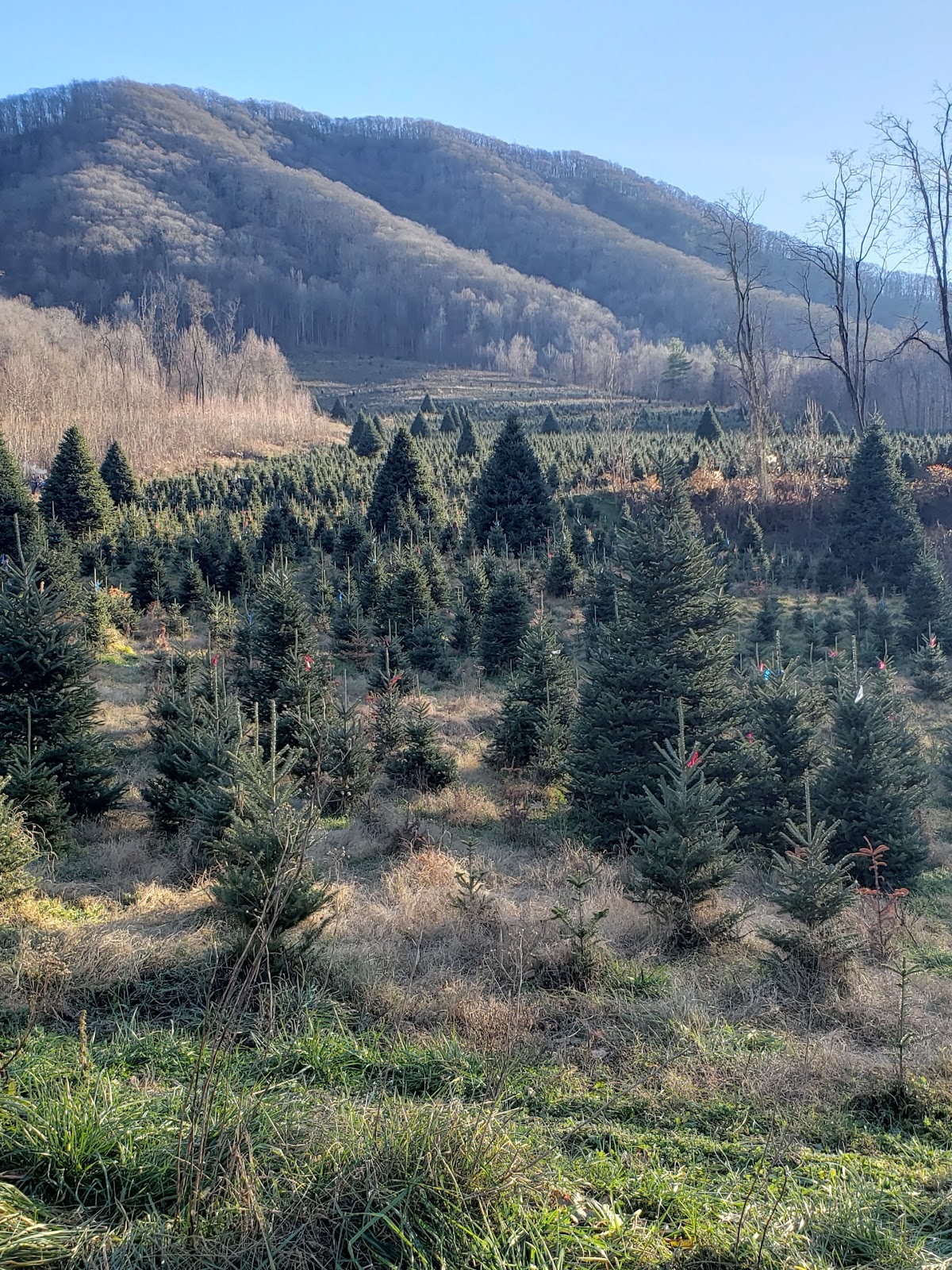 Frosty Mountain Christmas Trees in Marshall, North Carolina