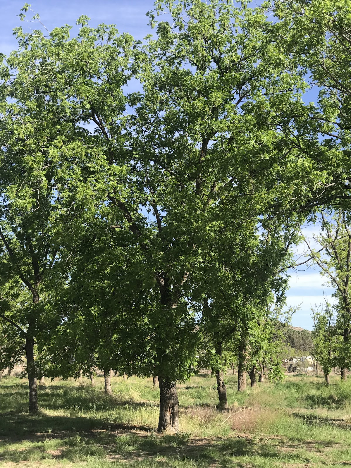 Gants Family Orchard in Cuchillo, New Mexico