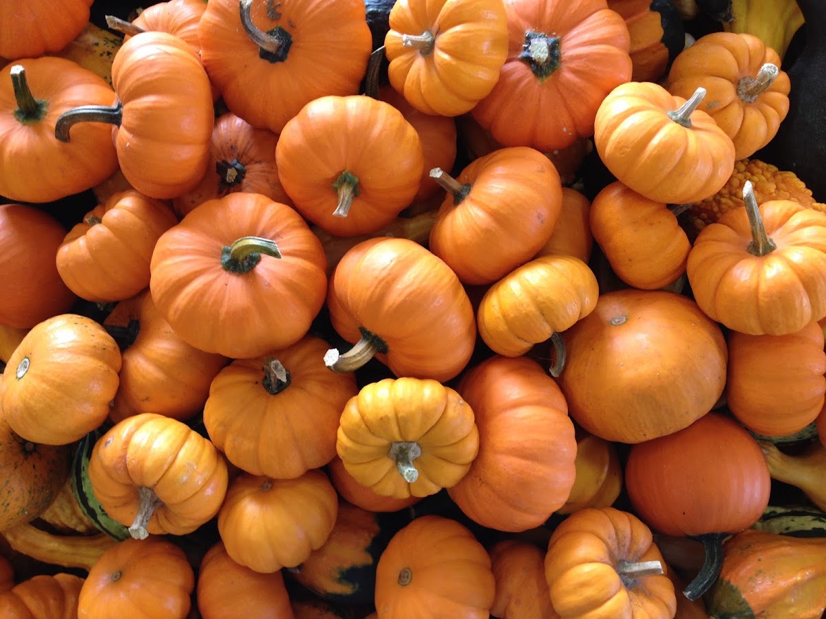 Gaver Farm in Mount Airy, Maryland