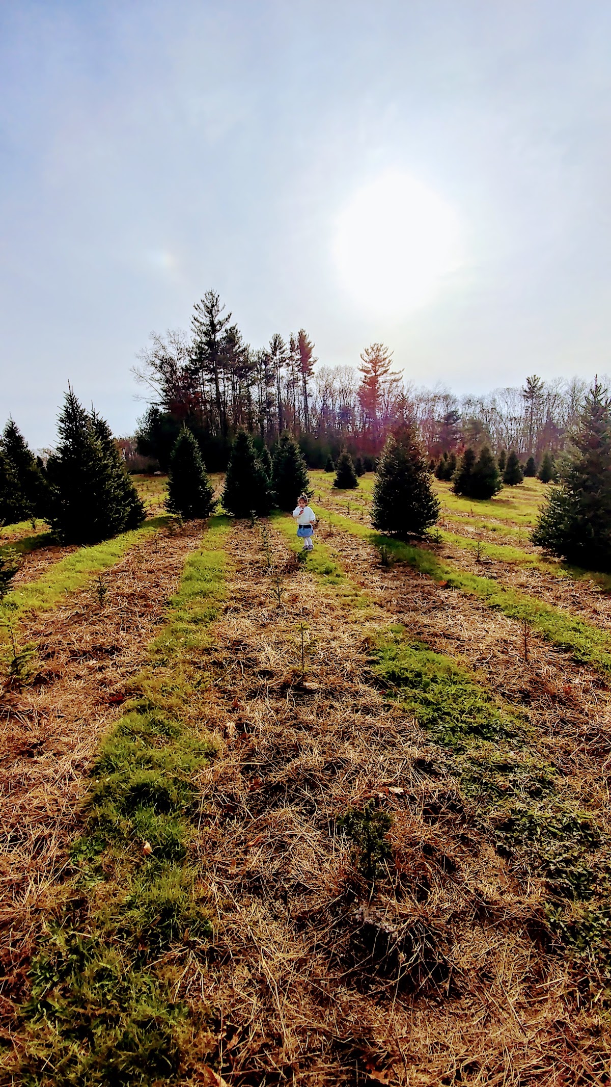 Geers Tree Farm in Griswold, Connecticut