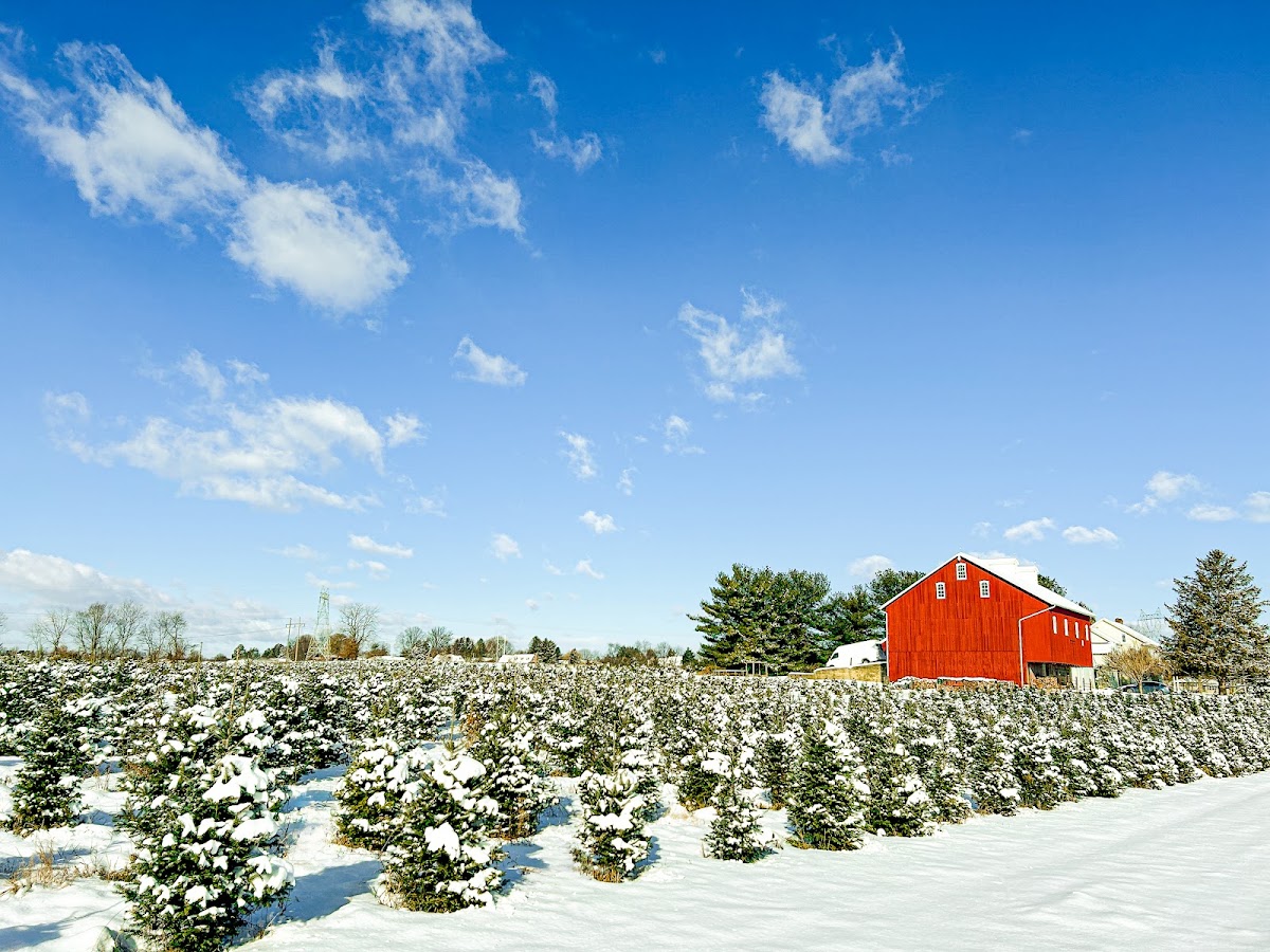 Gehman's Christmas Tree Farm in Mount Joy, Pennsylvania
