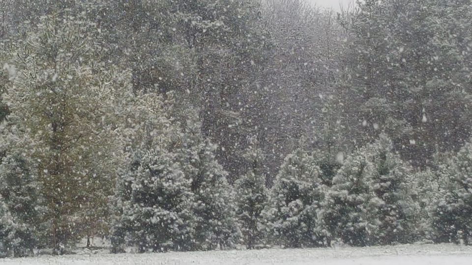 Gengel Christmas Tree Farm in Lake Villa, Illinois