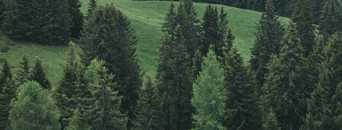 George’s U-Cut Christmas Tree Farm in Azalea, Oregon
