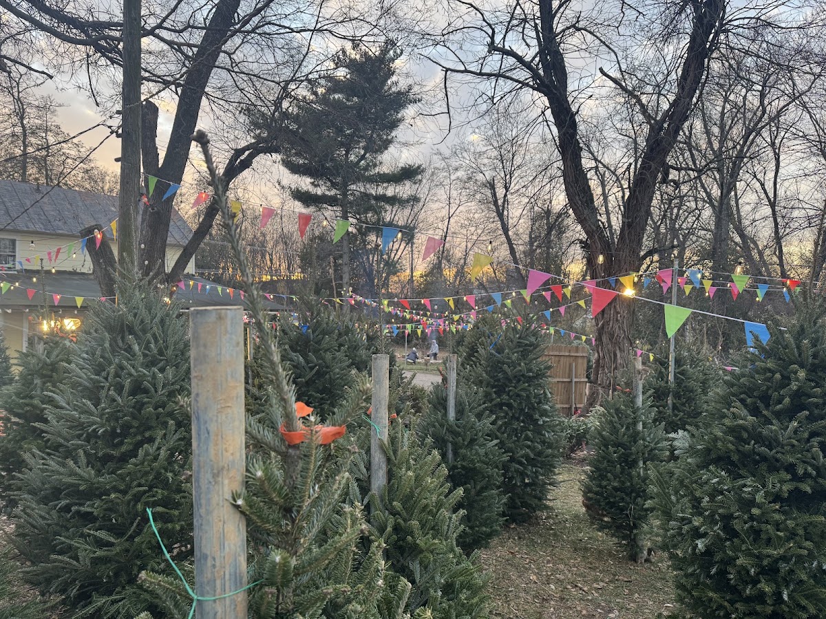 Gerald's Christmas Trees in Herndon, Virginia