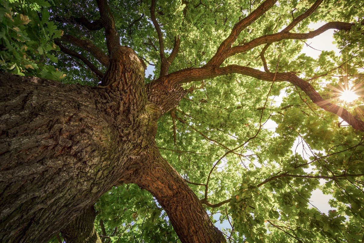 Gerald's Tree Farm in Broussard, Louisiana