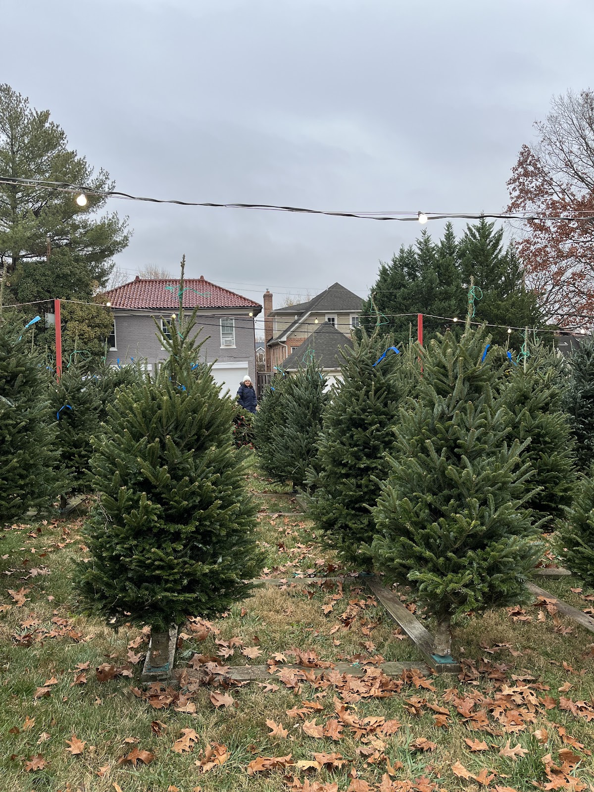 Gheens Trees in Washington, District of Columbia