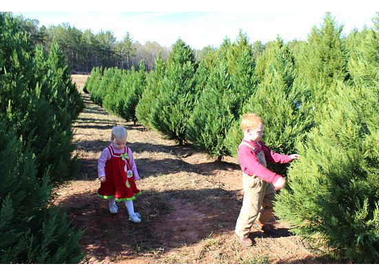 Gilbert Christmas Tree Farm; Gilbert Tree Farm LLC in Lanett, Alabama