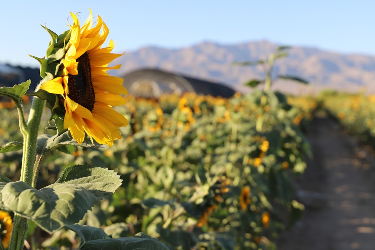 Gilcrease Orchard in Las Vegas, Nevada
