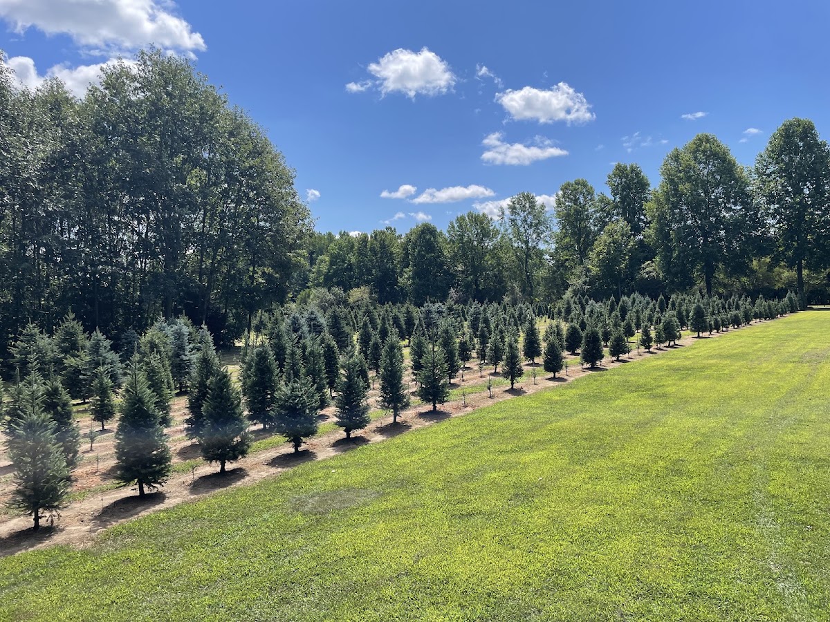 Glasgow's Christmas Tree Farm in Union Mills, Indiana