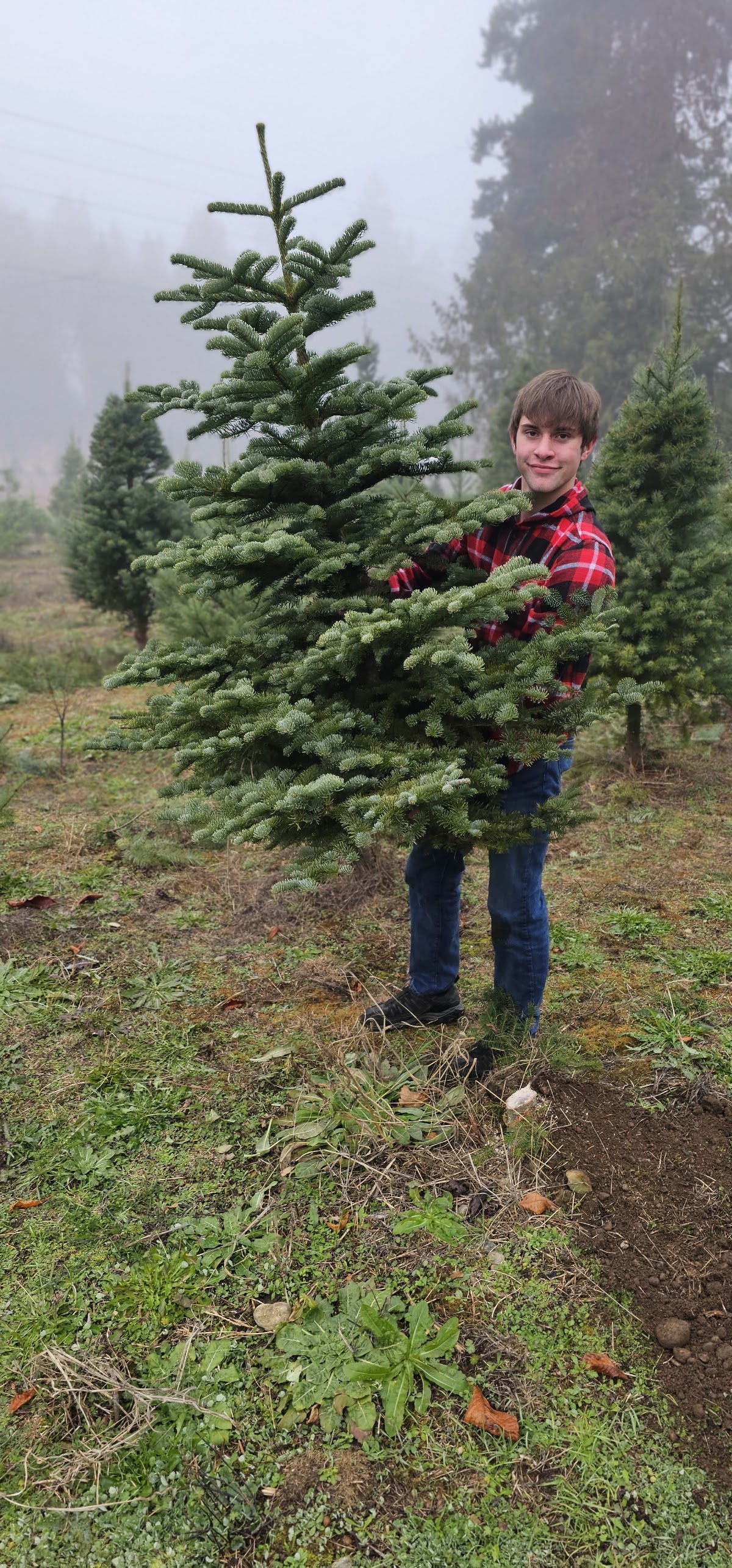 Glenwood Christmas Tree Farm in Tacoma, Washington