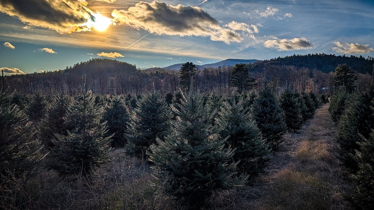 Glove Hollow Christmas Tree Farm in Plymouth, New Hampshire
