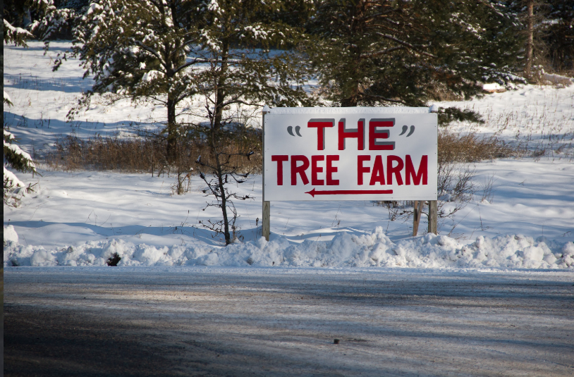 Golden Nursery & Tree Farm in Rice, Minnesota