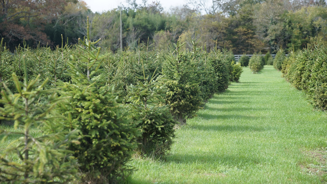 Goose Pond Farm, Waretown NJ in Ocean Township, New Jersey