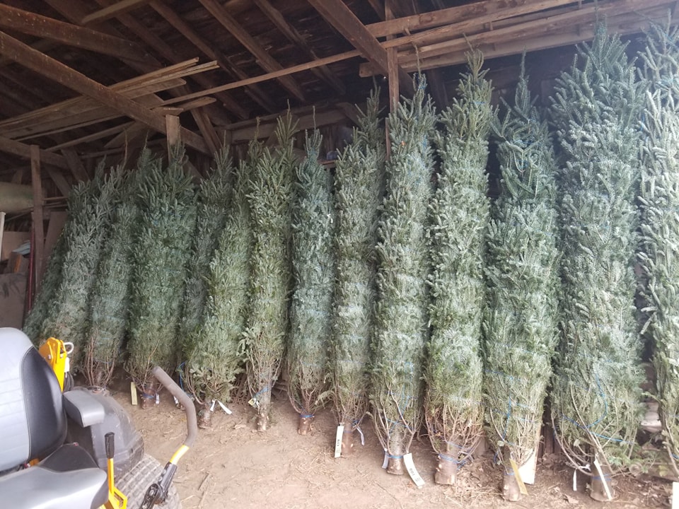 Grady Christmas Tree Farm LLC in Trivoli, Illinois