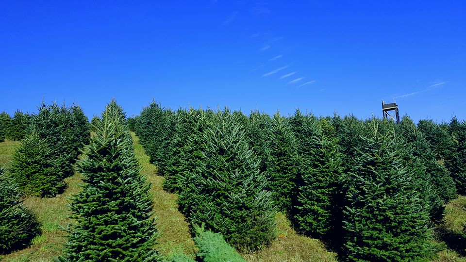 Graver's Tree Farm, LLC in Tamaqua, Pennsylvania