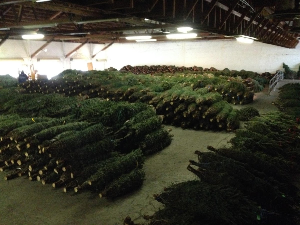 Great Lakes Christmas Tree Farms in Tampa, Florida