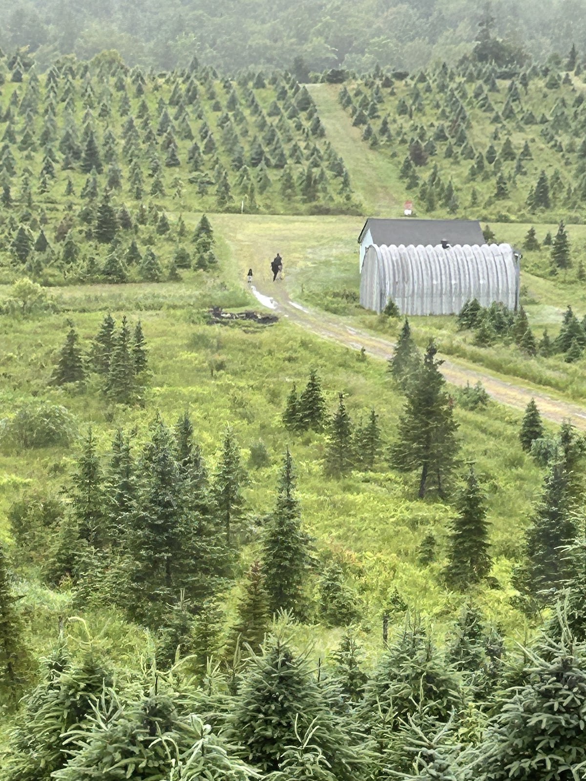 Green Acre Christmas tree farm in Edgecomb, Maine