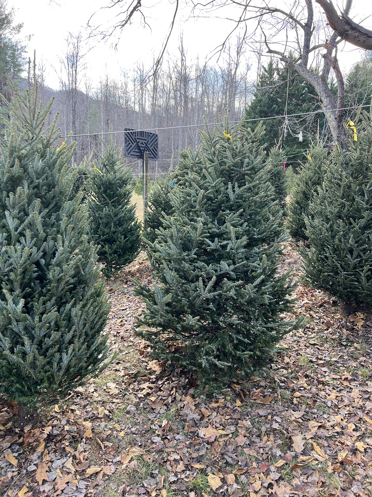 Green Needles Christmas Tree Farm in Coleman Falls, Virginia