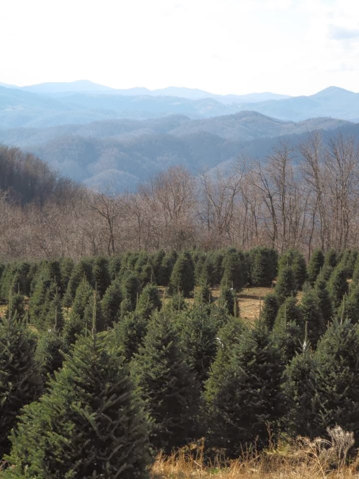 Greene Family Tree Farm in Boone, North Carolina