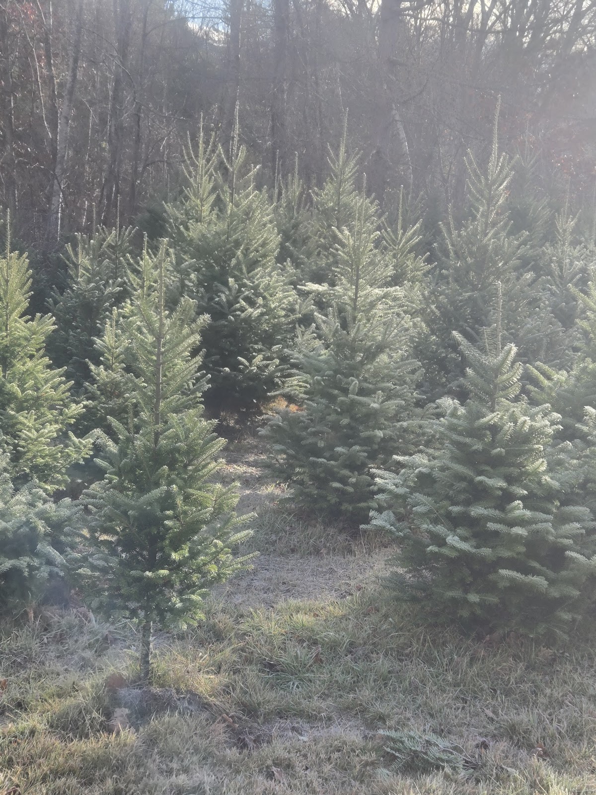 Greene Tree Farm in Coventry, Rhode Island