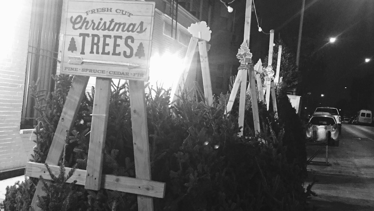 Greenpoint Christmas Trees in Brooklyn, New York