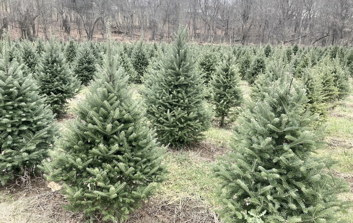 Greenway Farms Christmas Trees & Greenhouses in Cooksville, Maryland