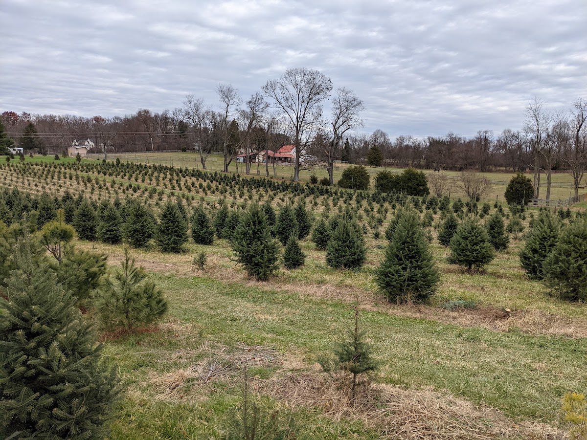 Greenway Farms Christmas Trees in Woodbine, Maryland