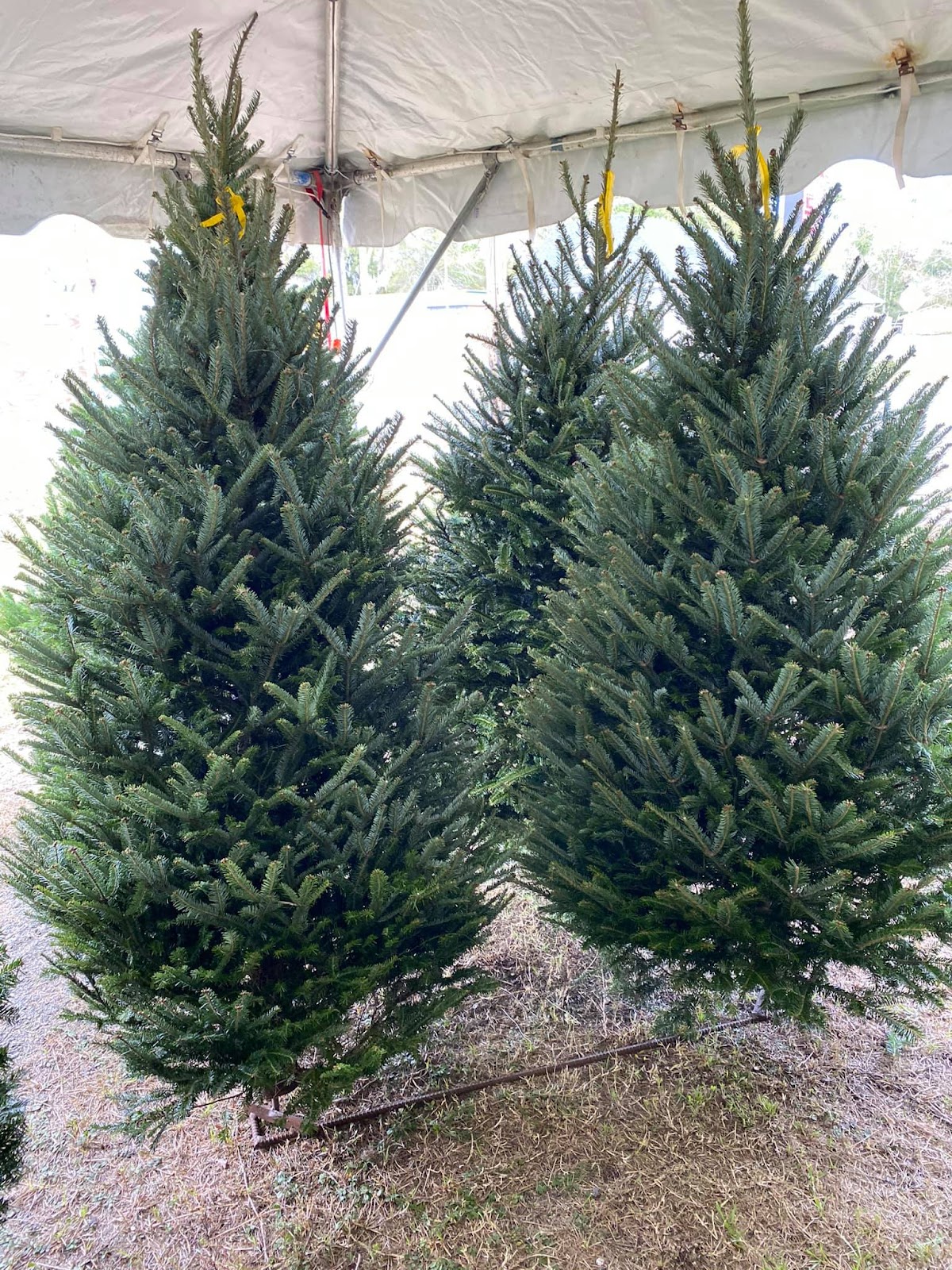 Griffin Farm Fresh Christmas Trees in Callahan, Florida