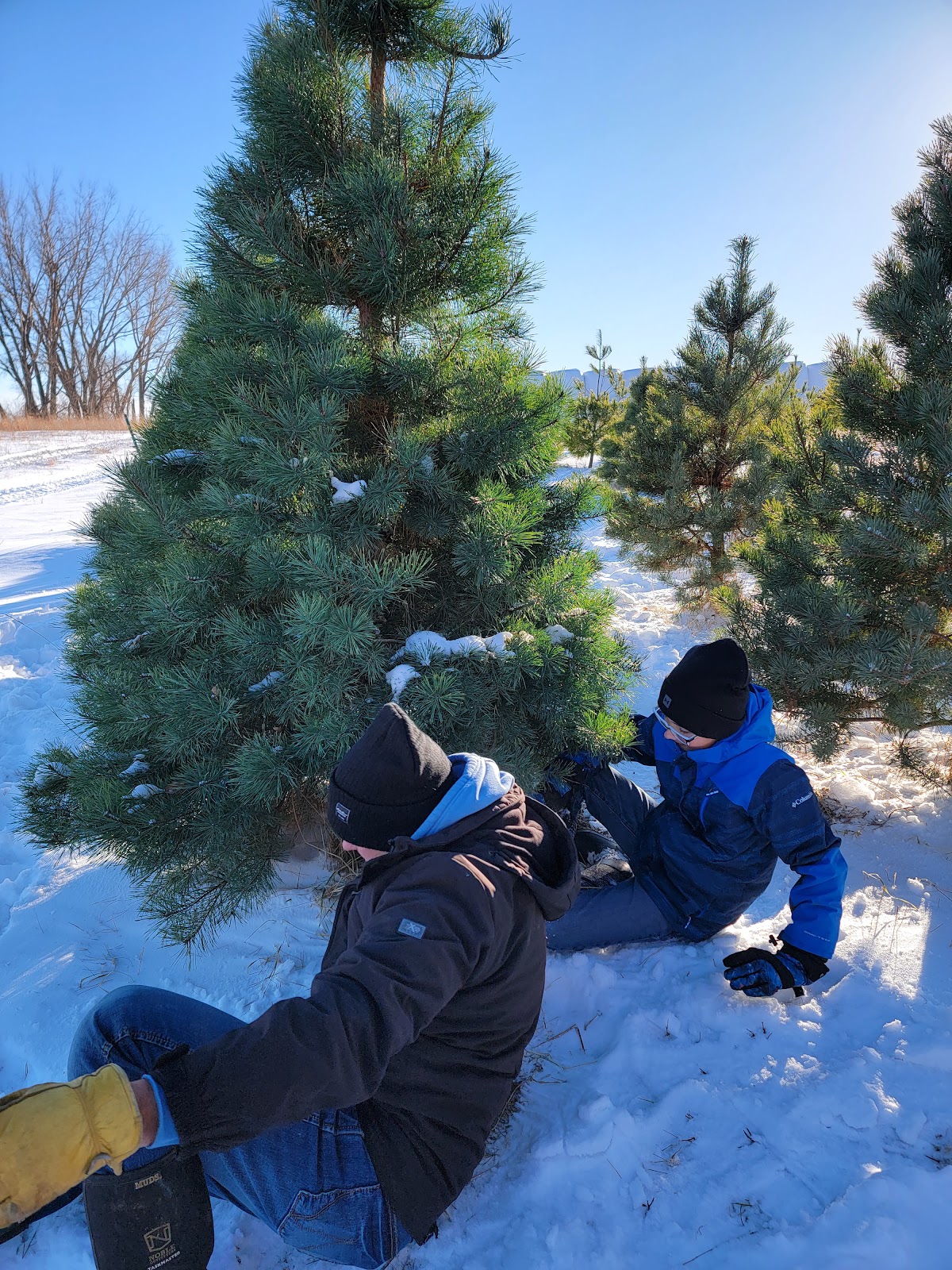 Guggisberg Tree Farm in New Ulm, Minnesota