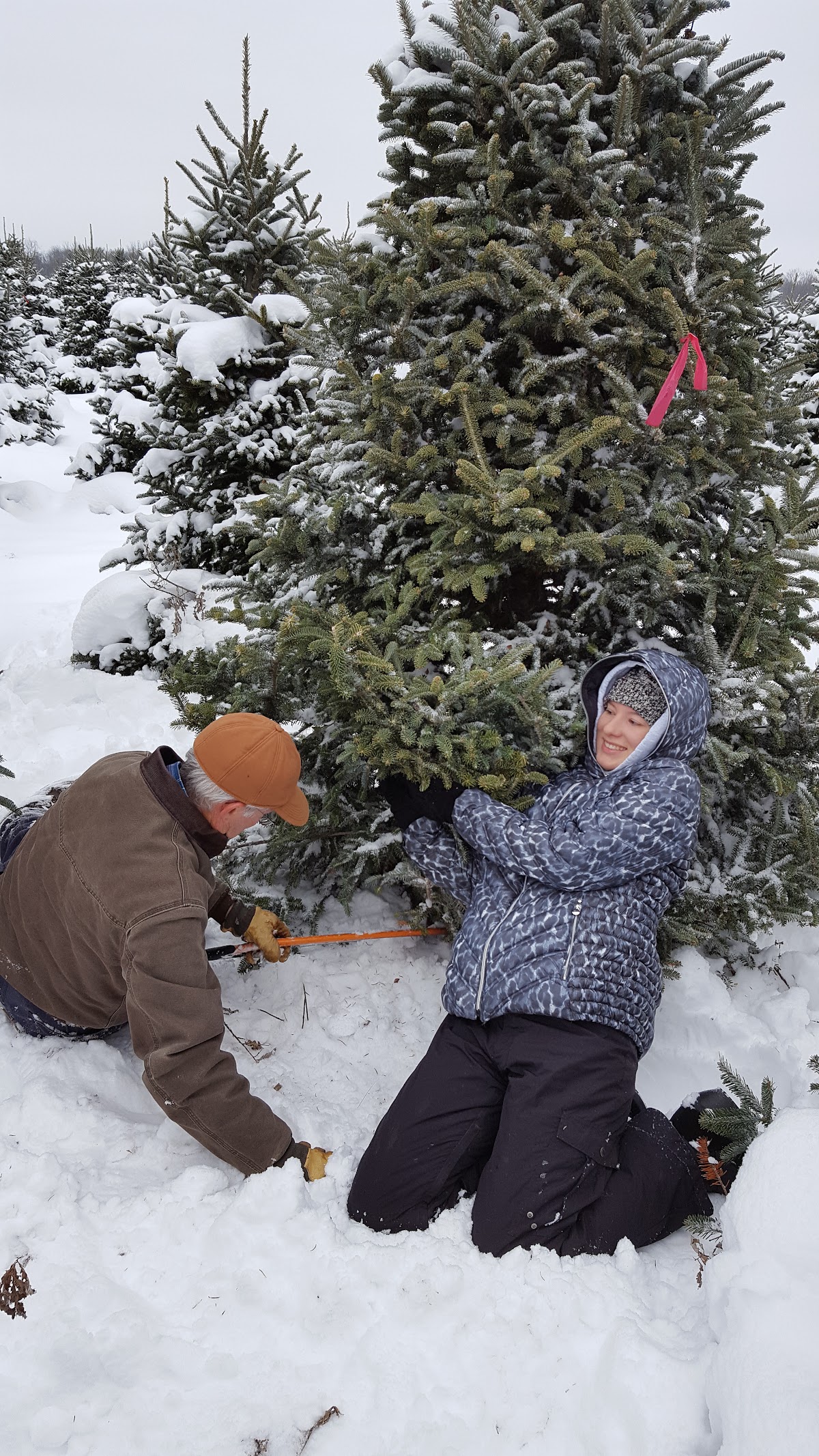 Gwinn's Christmas Tree Farm in Horton, Michigan
