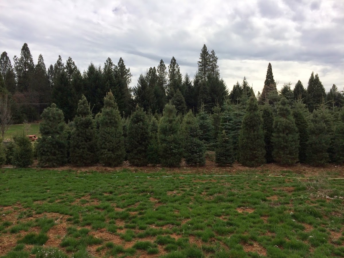 Hacienda Orchards - Apple Hill #92 in Camino, California