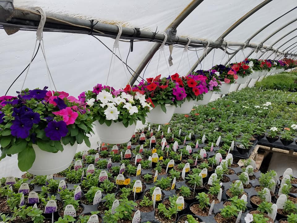 Hacker's Tree Farm & Greenhouse in Sleepy Eye, Minnesota