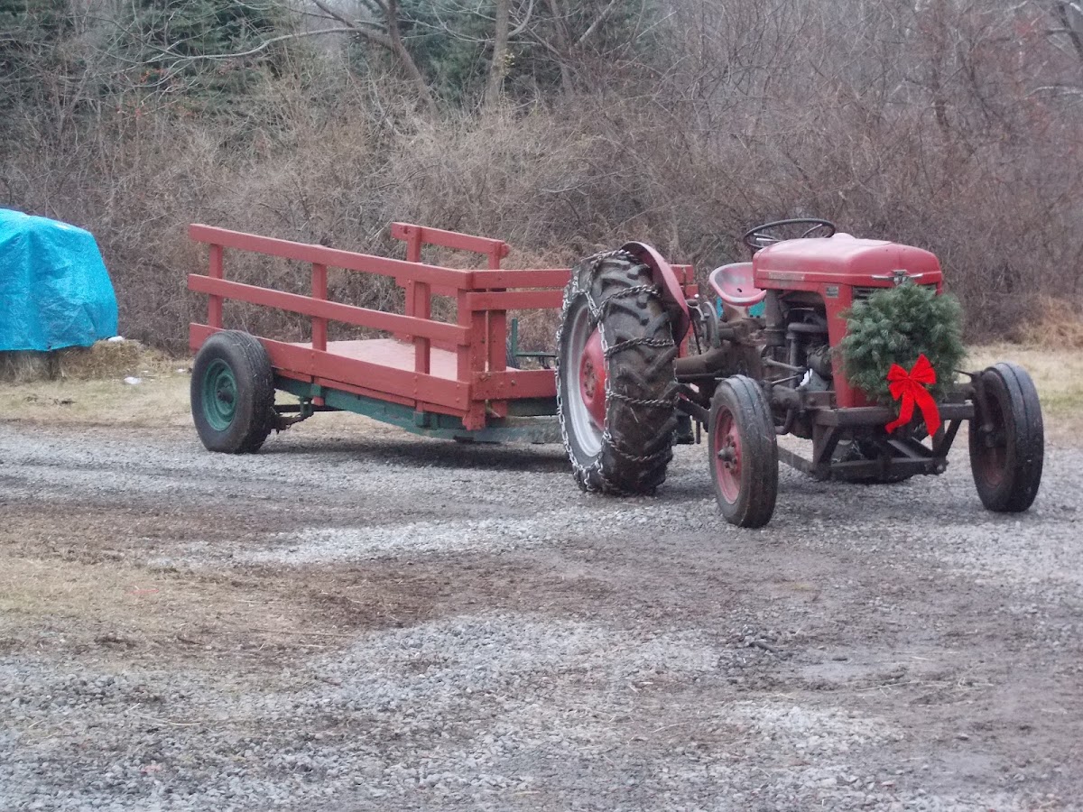 Hall Christmas Tree Farm in Glen Gardner, New Jersey