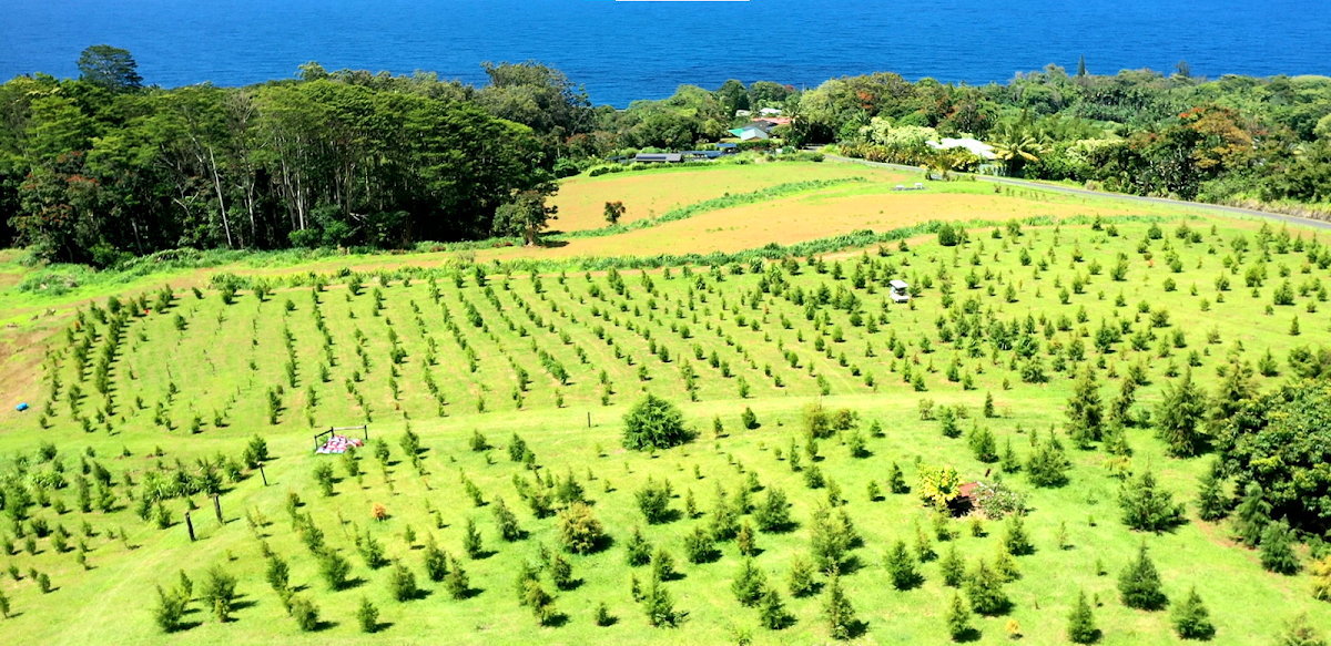 Hamakua Christmas Tree Forest in Nīnole, Hawaii
