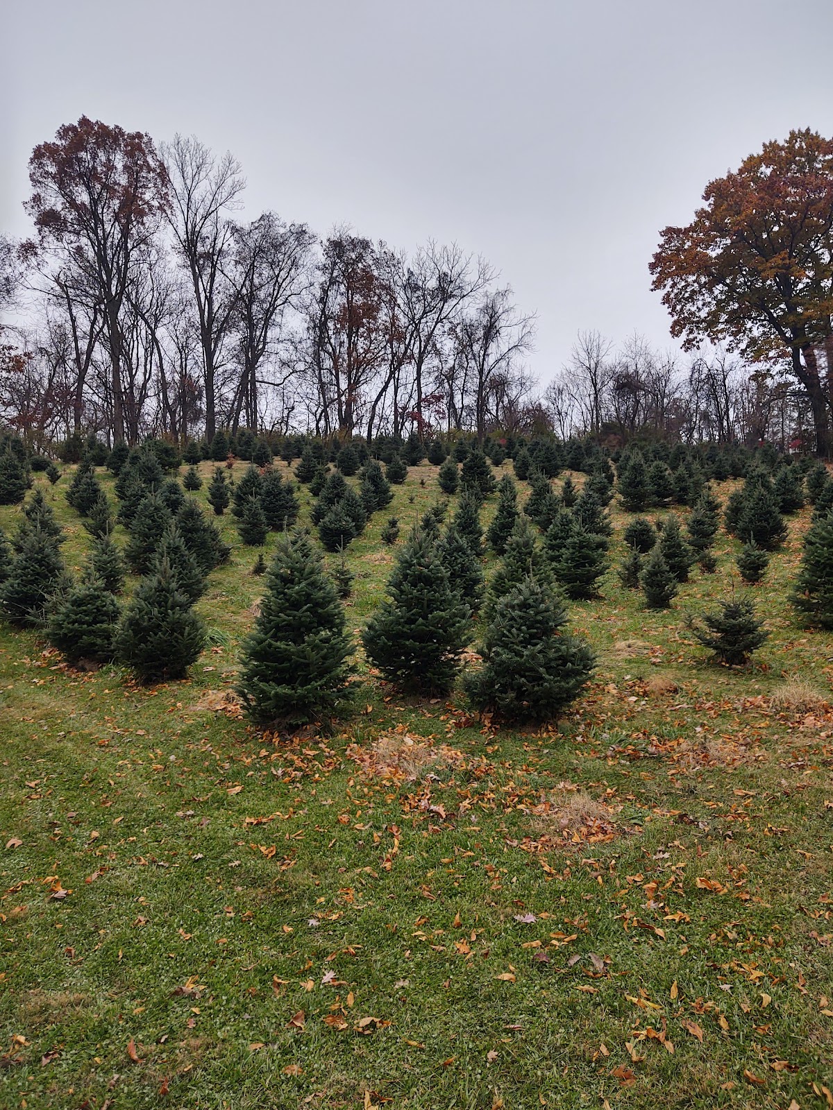 Hamill Christmas Tree Farm in Roanoke, Virginia