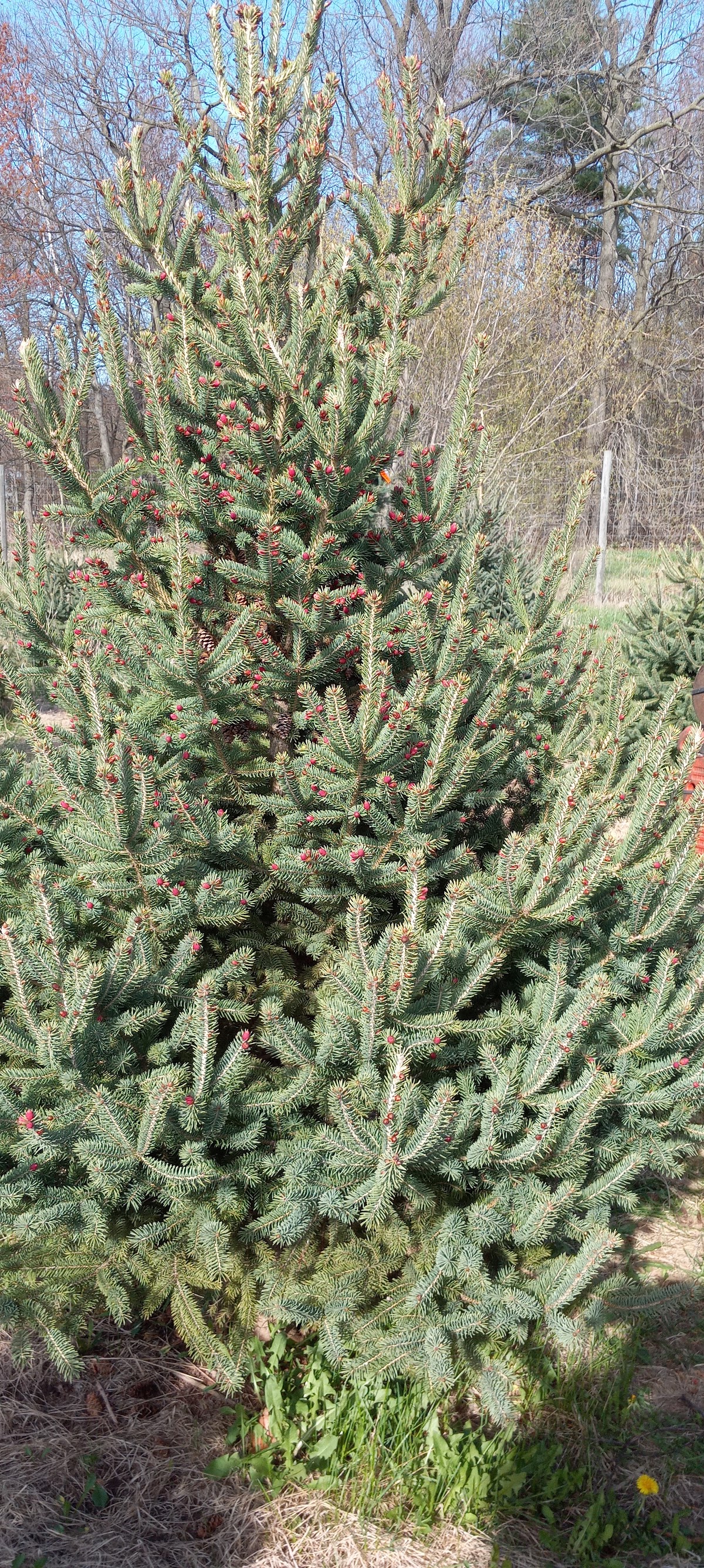 Hanauer's Tree Farms in Shawano, Wisconsin